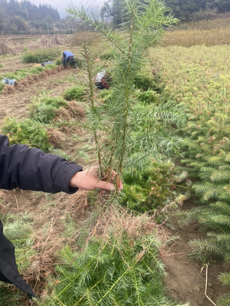 供应一年生杉木小苗，根系发达造林苗，基地直供，走量批发