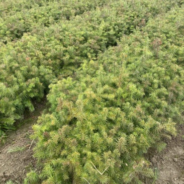 供应一年生杉木小苗，根系发达造林苗，基地直供，走量批发