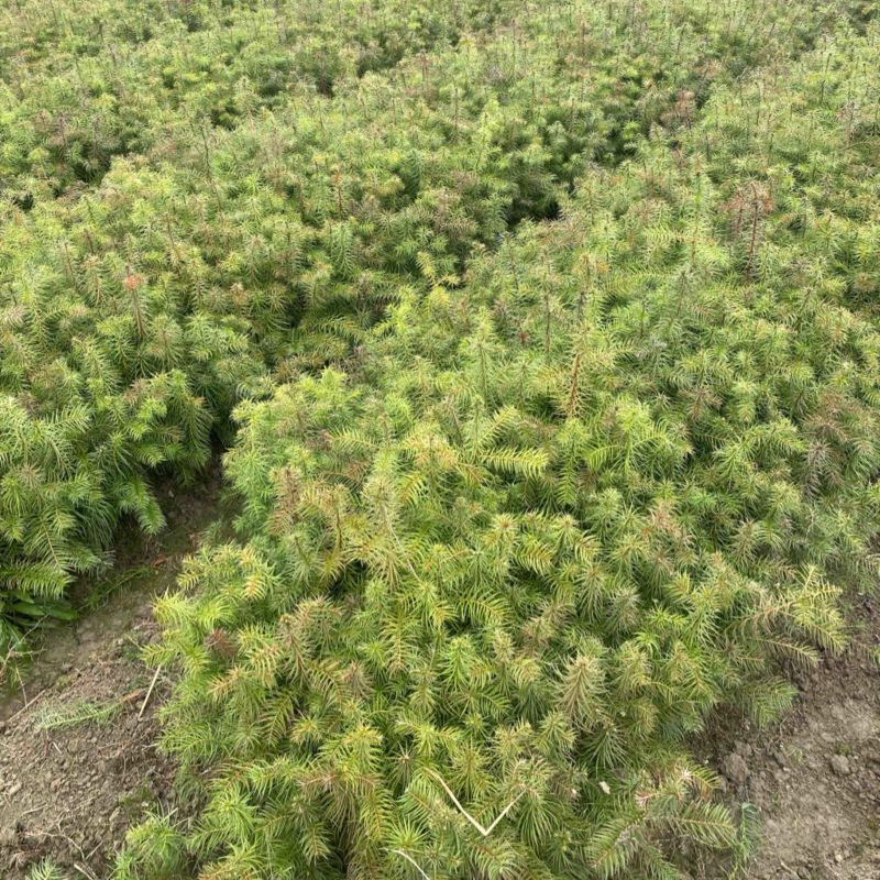 供应一年生杉木小苗，根系发达造林苗，基地直供，走量批发