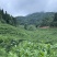 2024年江西修水高丽红茶宁红工夫一春茶一芽二叶