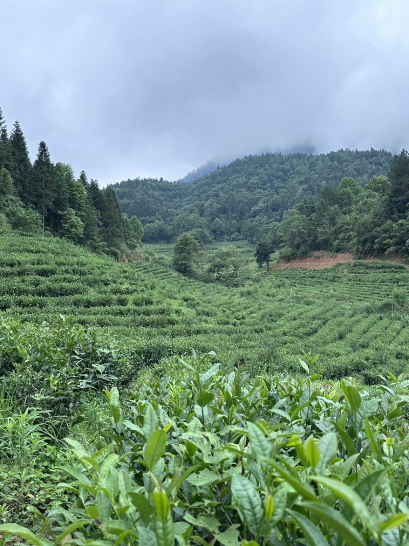 2024年江西修水高丽红茶宁红工夫一春茶一芽二叶