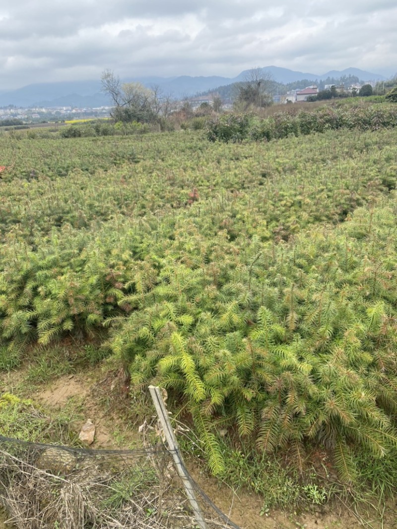 一年生杉树苗，江西杉木苗大量供应，造林苗，走量批发