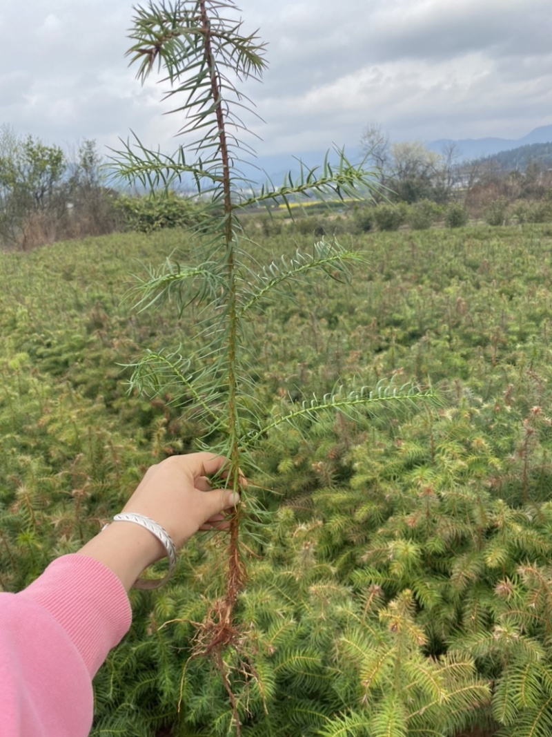 一年生杉树苗，江西杉木苗大量供应，造林苗，走量批发
