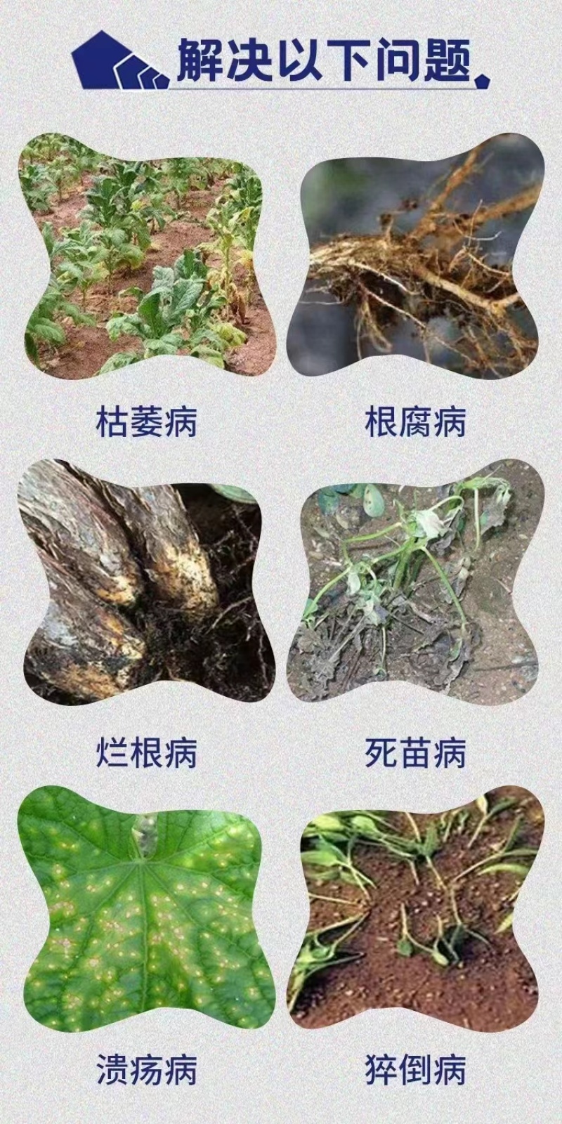 枯草芽孢杆菌500亿/克全水溶枯萎烂根根腐土传病害抗重茬