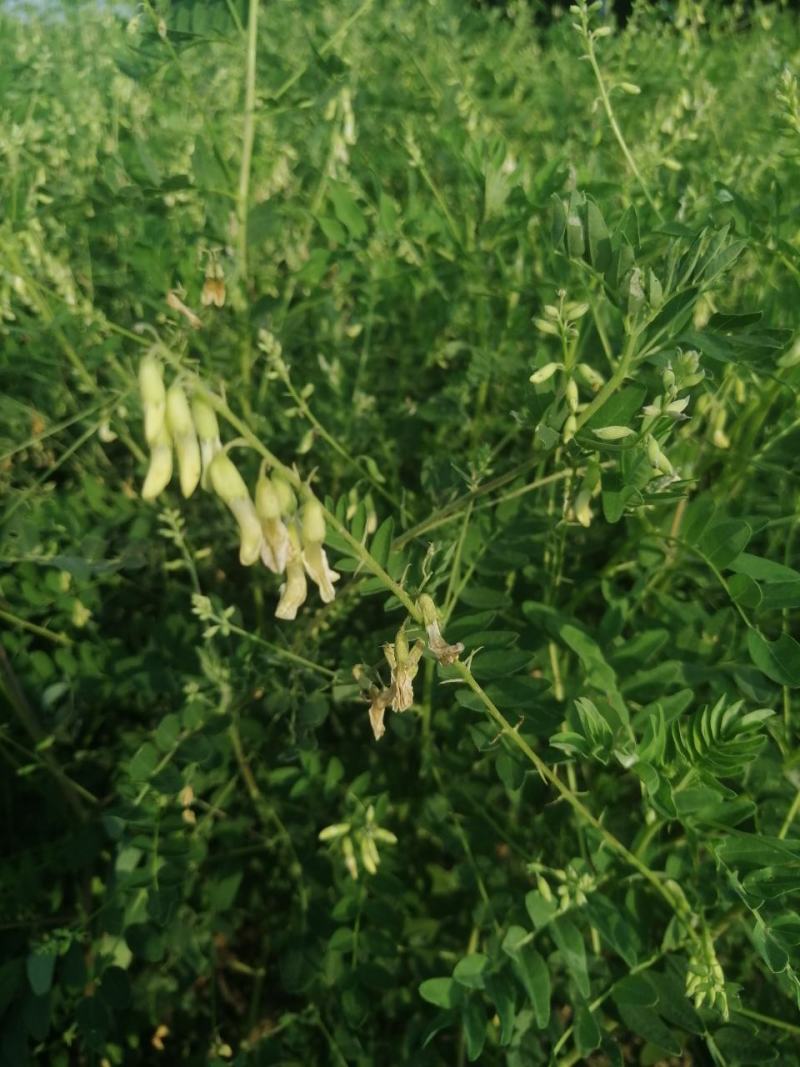 黄芪