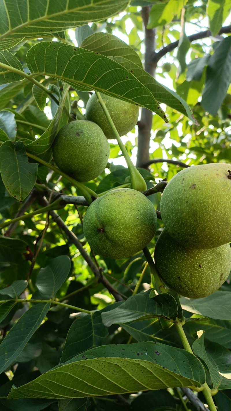 河北秦皇岛卢龙青皮核桃自家果园一手价格货量大承接加工批发