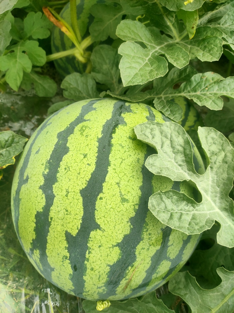 湖北美都西瓜/麒麟西瓜/无籽西瓜/大棚种植/产地货源