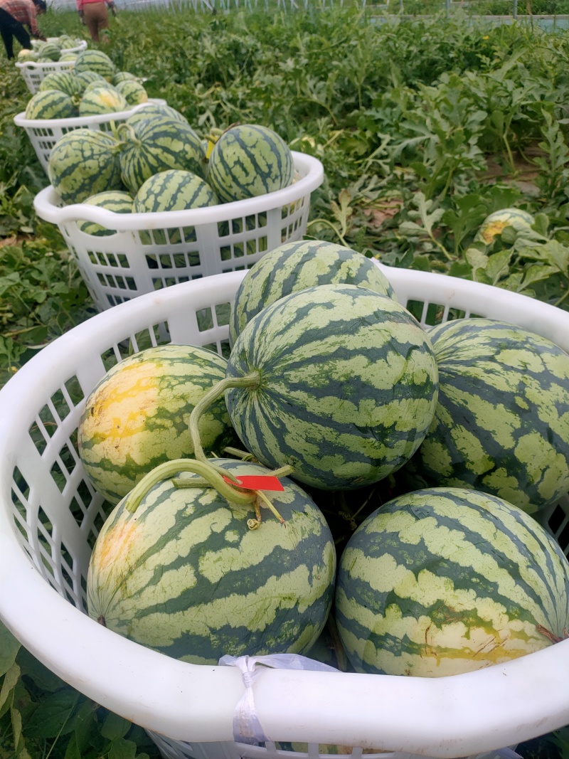 湖北美都西瓜/麒麟西瓜/无籽西瓜/大棚种植/产地货源