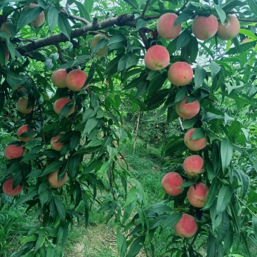 金秋惠蜜毛桃