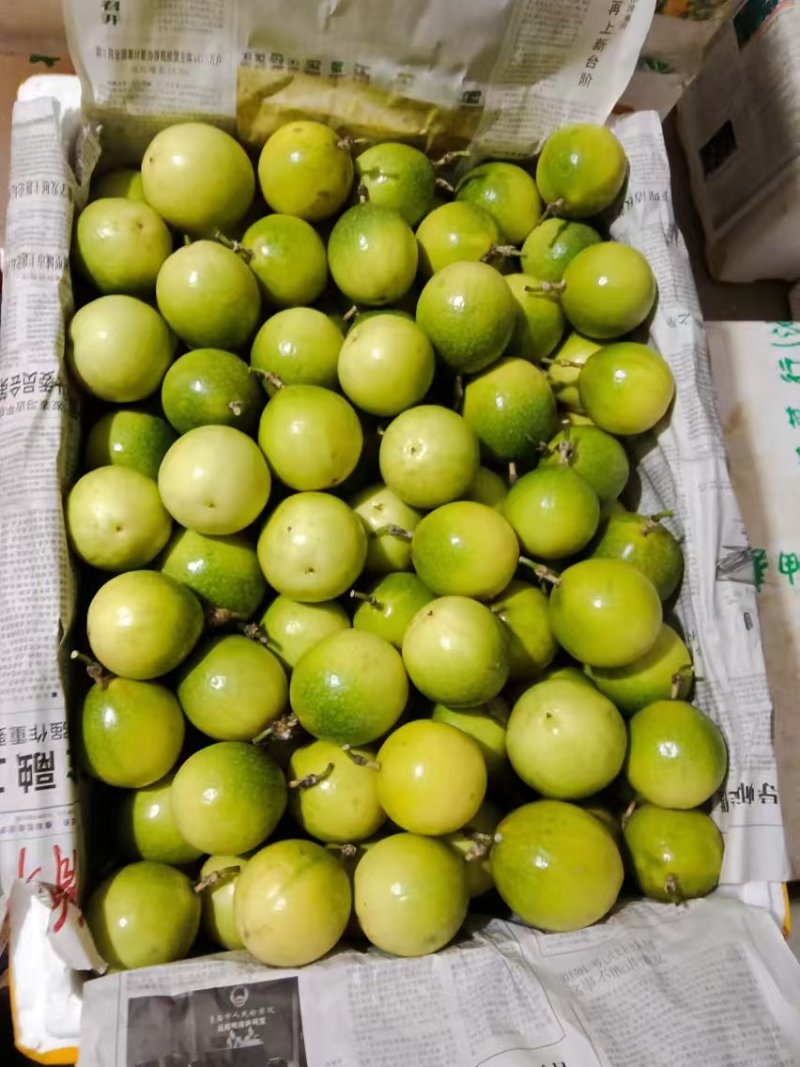 黄金百香果广西产区直发保质保量供货对接全国！