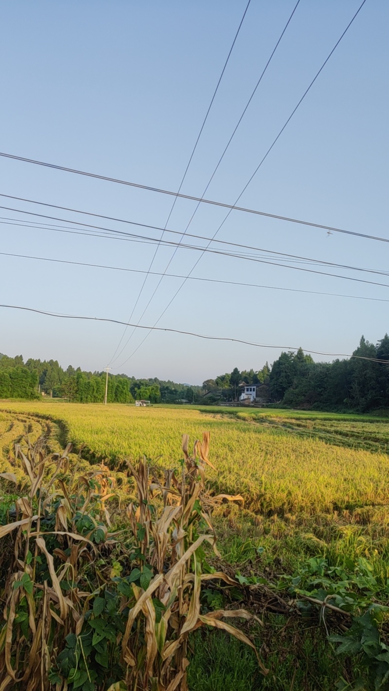 四川夏季新长粒谷子