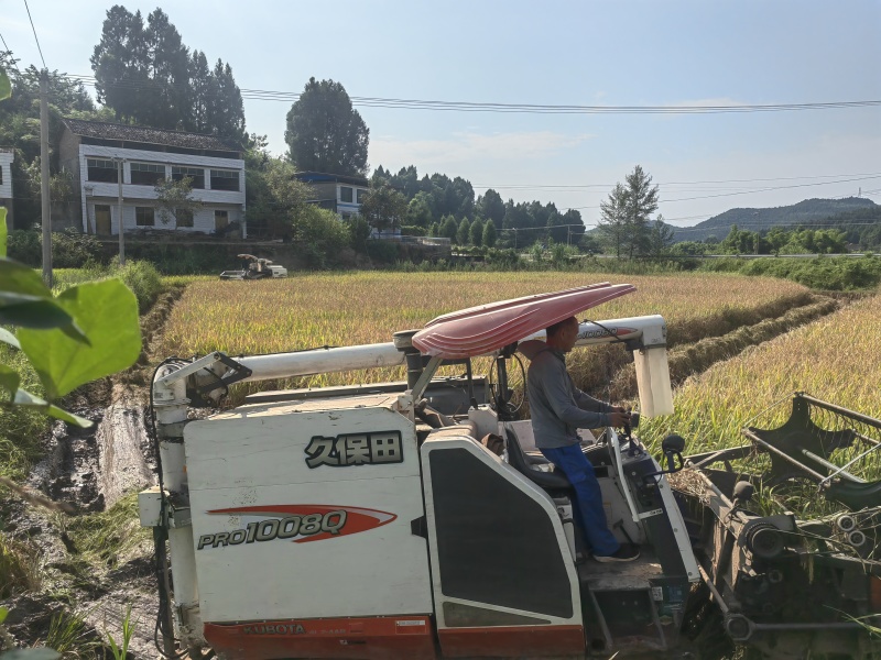四川夏季新长粒谷子