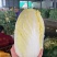 张北精品黄心娃娃菜大量上市，大娃小娃大量有货支持各种包装