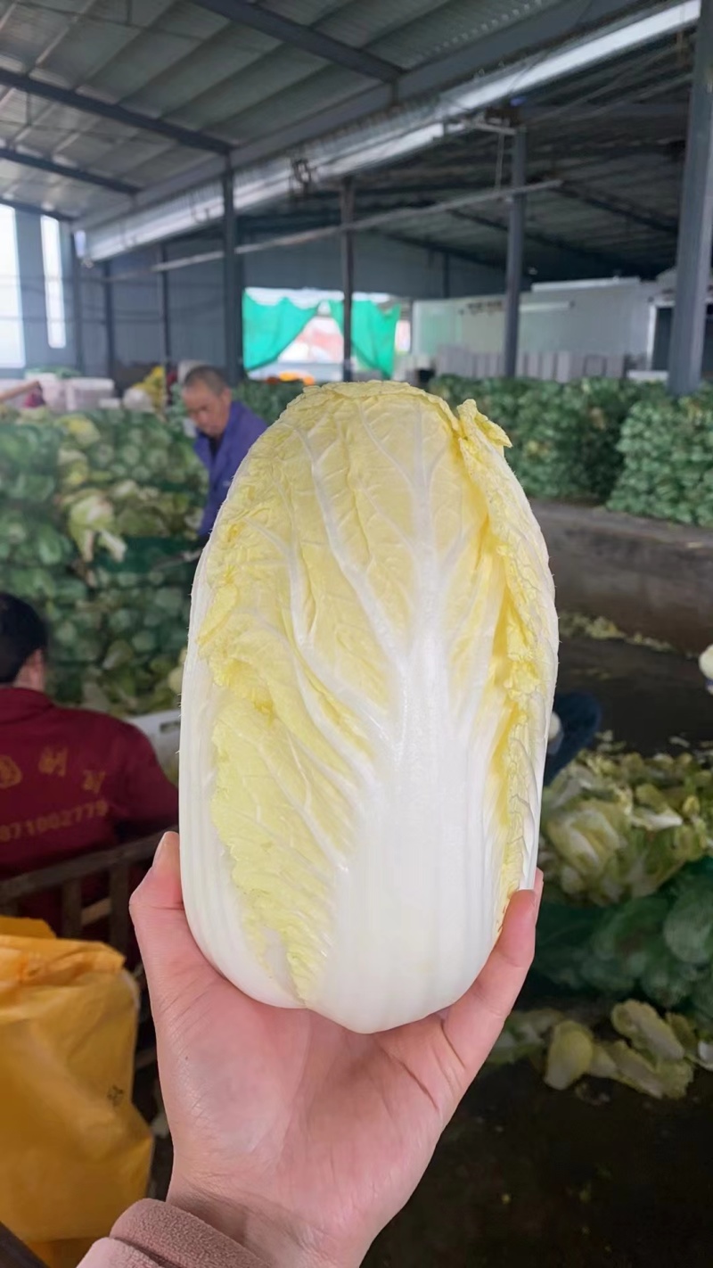 张北精品黄心娃娃菜大量上市，大娃小娃大量有货支持各种包装