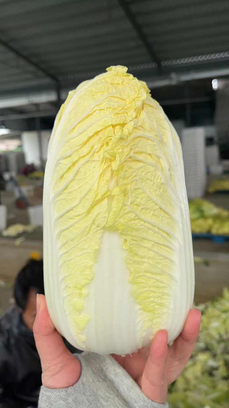 张北精品黄心娃娃菜大量上市，大娃小娃大量有货支持各种包装