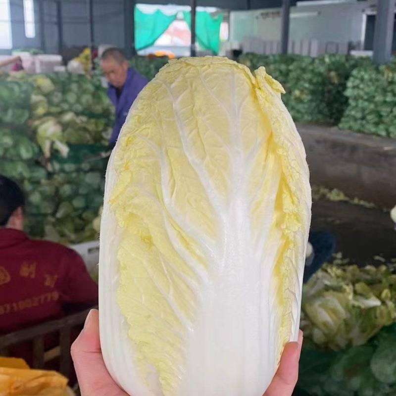 张北精品黄心娃娃菜大量上市，大娃小娃大量有货支持各种包装