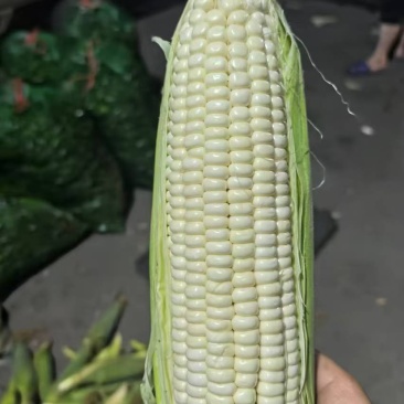东北花糯玉米粘玉米水果玉米大量上市代发全国欢迎联系
