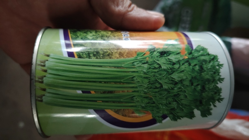 山东芹菜种子抗病芹王我级版基地大户均可栽培高产颜色好看