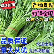 【常年供应】新鲜精选茼蒿产地批发欢迎来电咨询合作