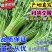 【常年供应】新鲜精选茼蒿产地批发欢迎来电咨询合作