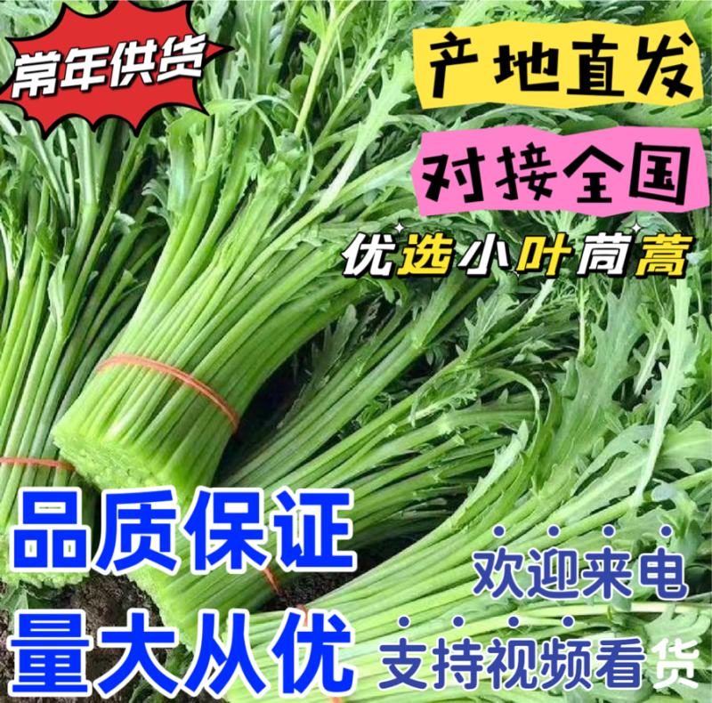 【常年供应】新鲜精选茼蒿产地批发欢迎来电咨询合作