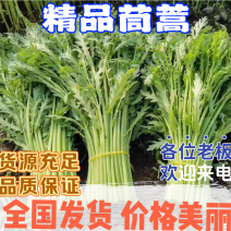 【优选茼蒿】常年供应新鲜茼蒿产地批发