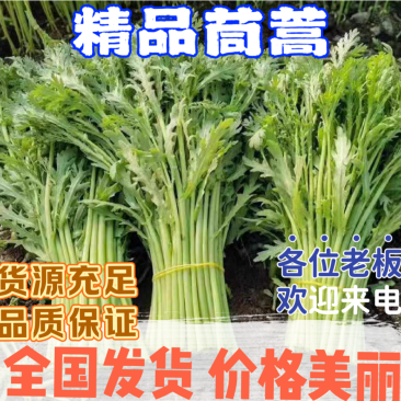 【优选茼蒿】常年供应新鲜茼蒿产地批发
