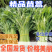 【优选茼蒿】常年供应新鲜茼蒿产地批发