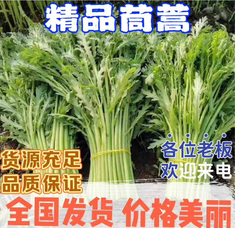 【优选茼蒿】常年供应新鲜茼蒿产地批发