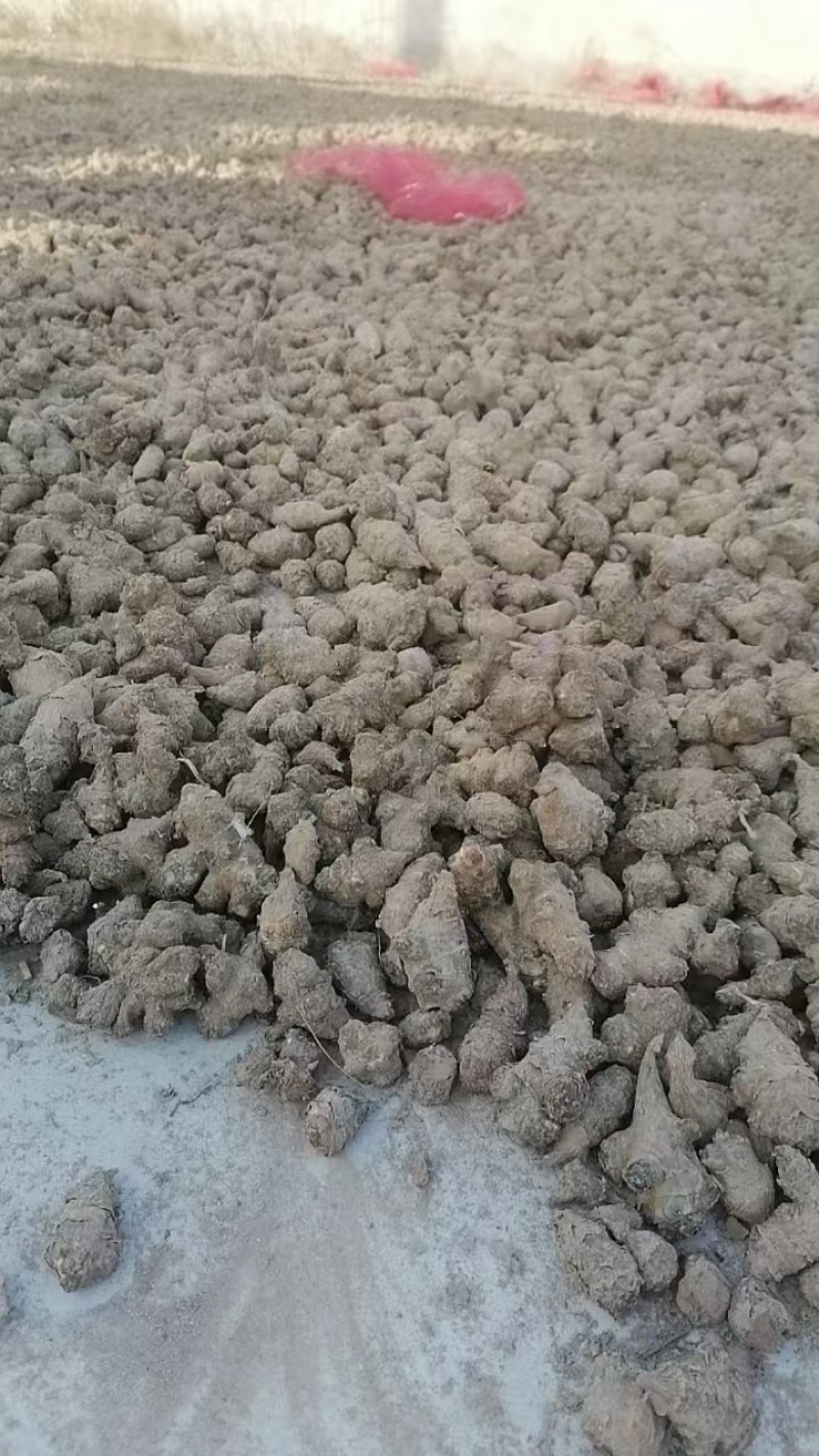 洋姜干货河南产区直发保质保量供货对接全国