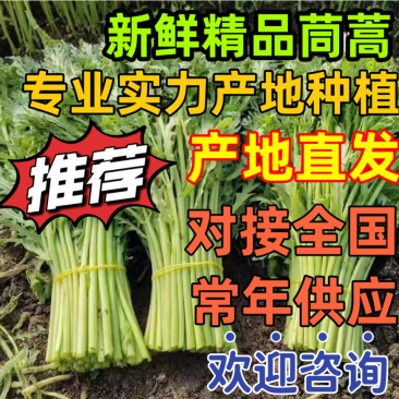 【新鲜茼蒿常年供应】新鲜茼蒿产地直发，品质保证