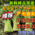 【新鲜茼蒿常年供应】新鲜茼蒿产地直发，品质保证