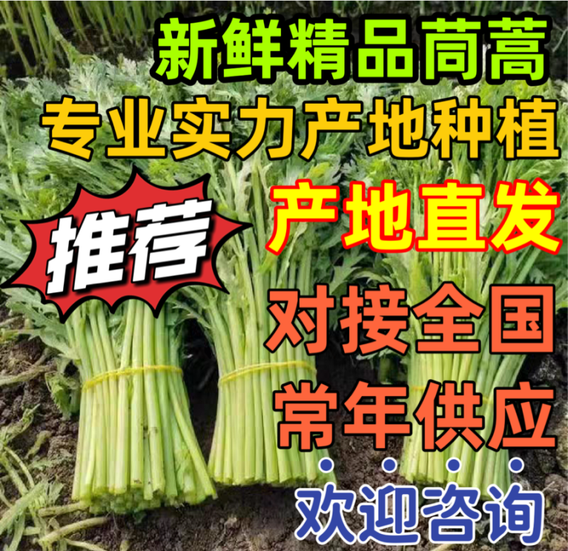 【新鲜茼蒿常年供应】新鲜茼蒿产地直发，品质保证