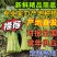 【新鲜茼蒿常年供应】新鲜茼蒿产地直发，品质保证