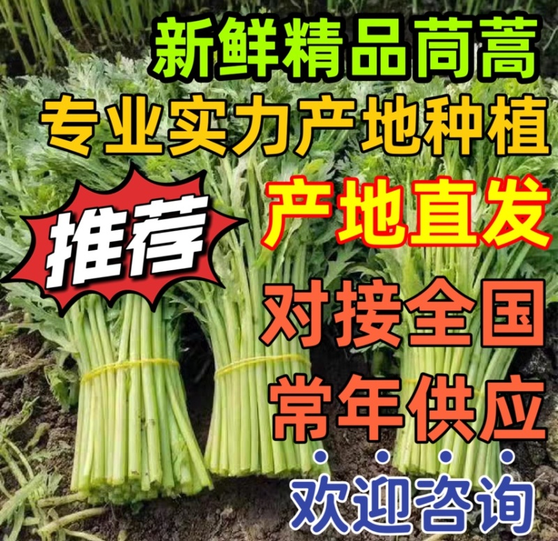 【新鲜茼蒿常年供应】新鲜茼蒿产地直发，品质保证