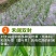 大蒜除草剂苗前封闭安全高效山东先达农化封闭式