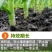大蒜除草剂苗前封闭安全高效山东先达农化封闭式