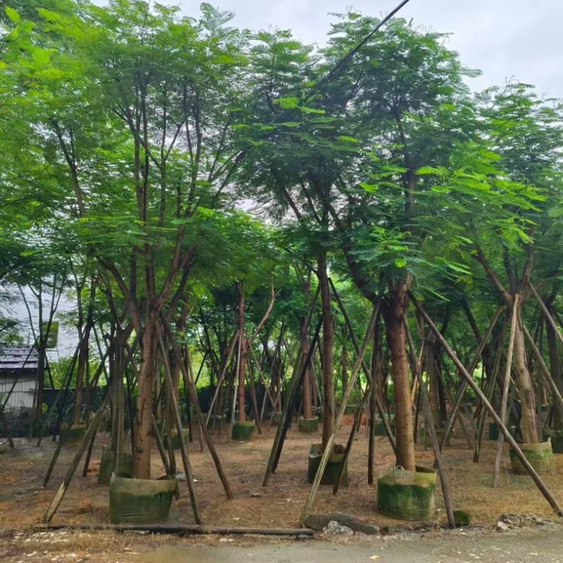骨架凤凰木18～25公分产地直发规格齐全质量优质