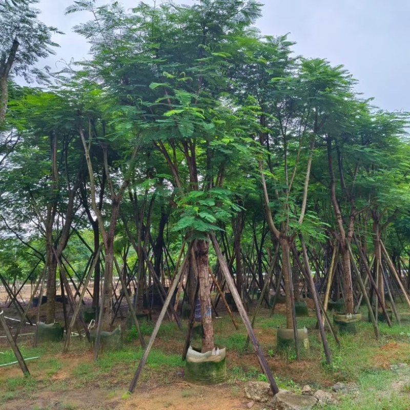骨架凤凰木18～25公分产地直发规格齐全质量优质