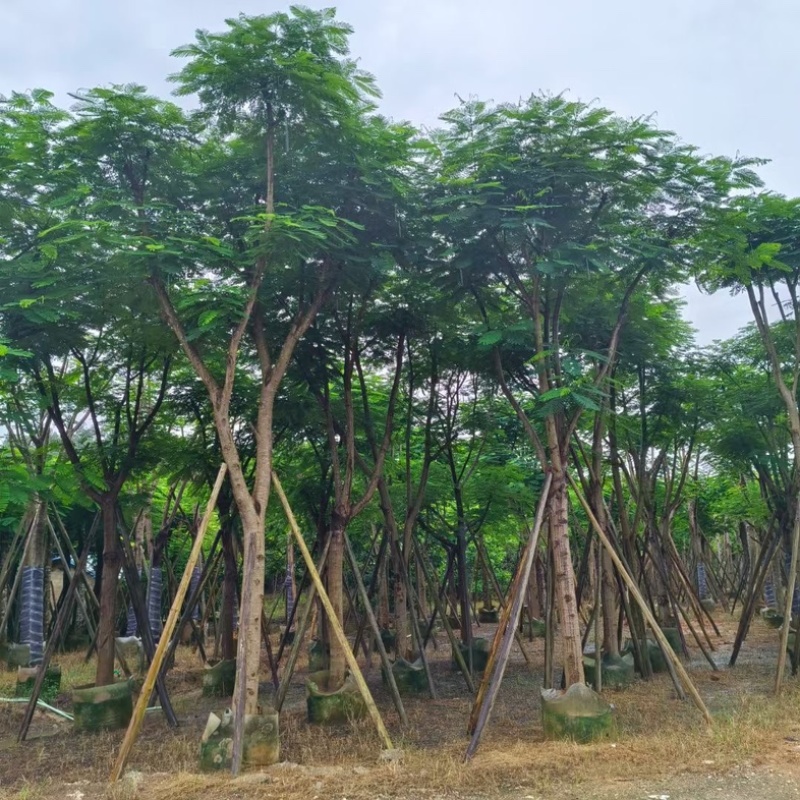 骨架凤凰木18～25公分产地直发规格齐全质量优质
