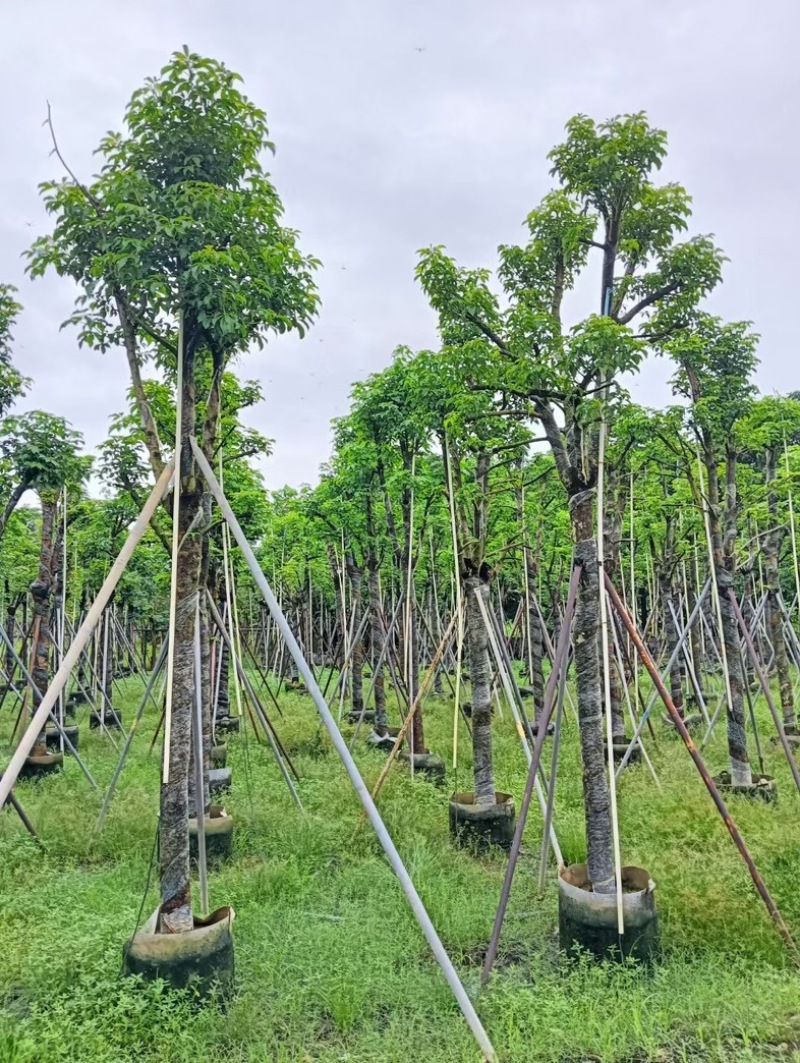 骨架秋枫12～20公分产地直发规格齐全质量优质
