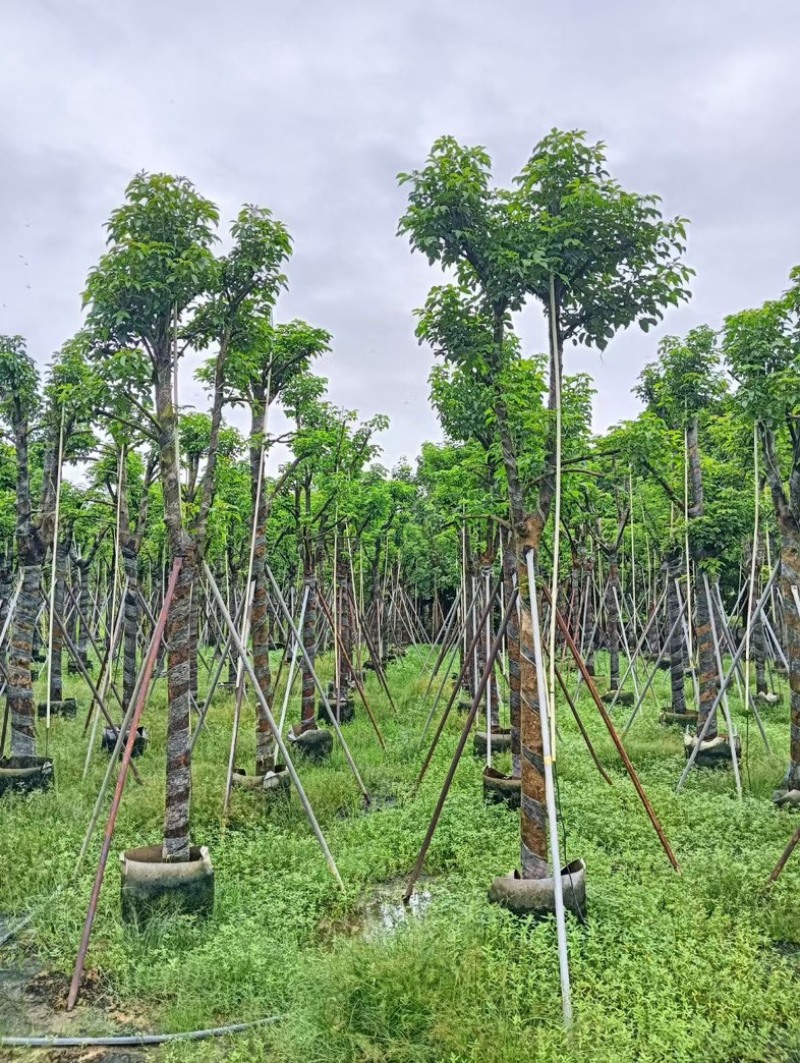 骨架秋枫12～20公分产地直发规格齐全质量优质