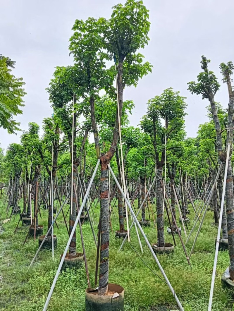 骨架秋枫12～20公分产地直发规格齐全质量优质