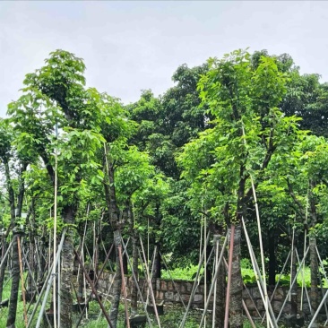 骨架秋枫12～20公分产地直发规格齐全质量优质