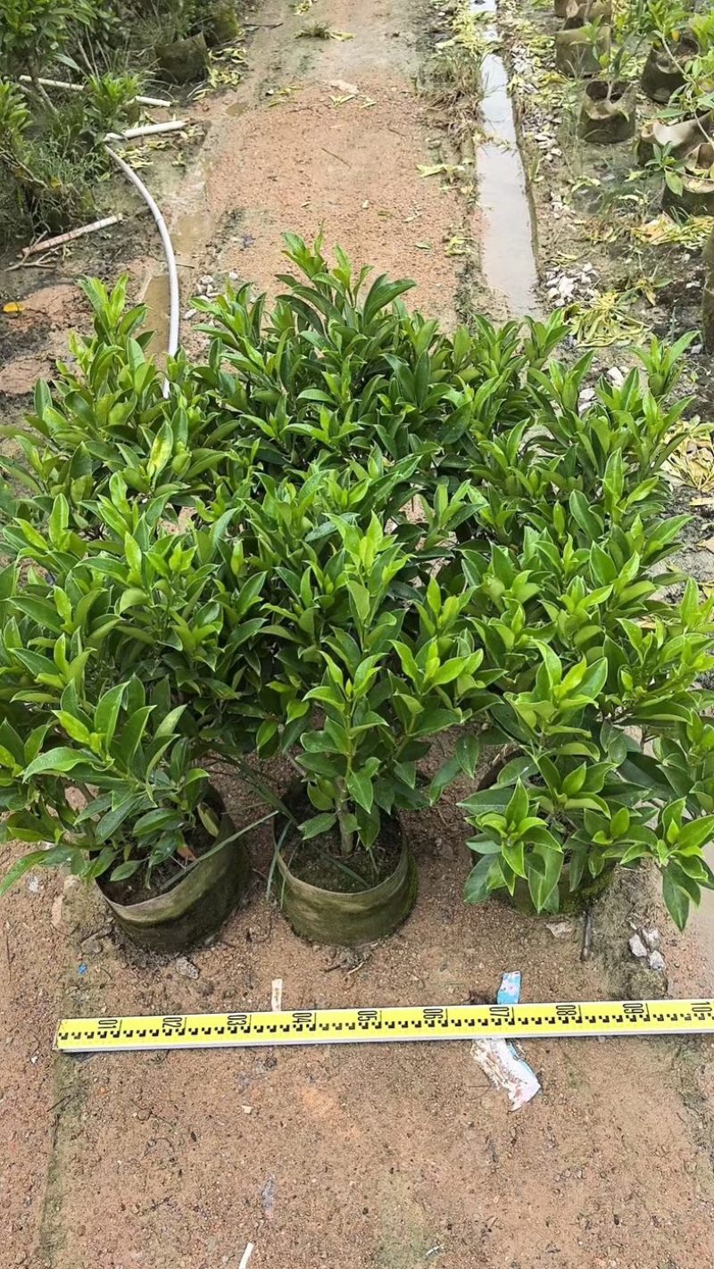 非洲茉莉白布袋70～2米产地直发规格齐全质量优质