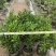 非洲茉莉白布袋70～2米产地直发规格齐全质量优质