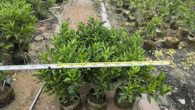 非洲茉莉白布袋70～2米产地直发规格齐全质量优质