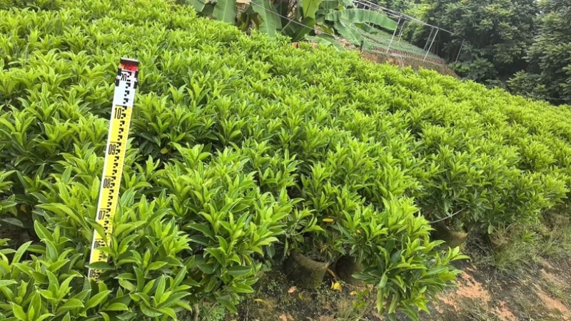 非洲茉莉白布袋70～2米产地直发规格齐全质量优质