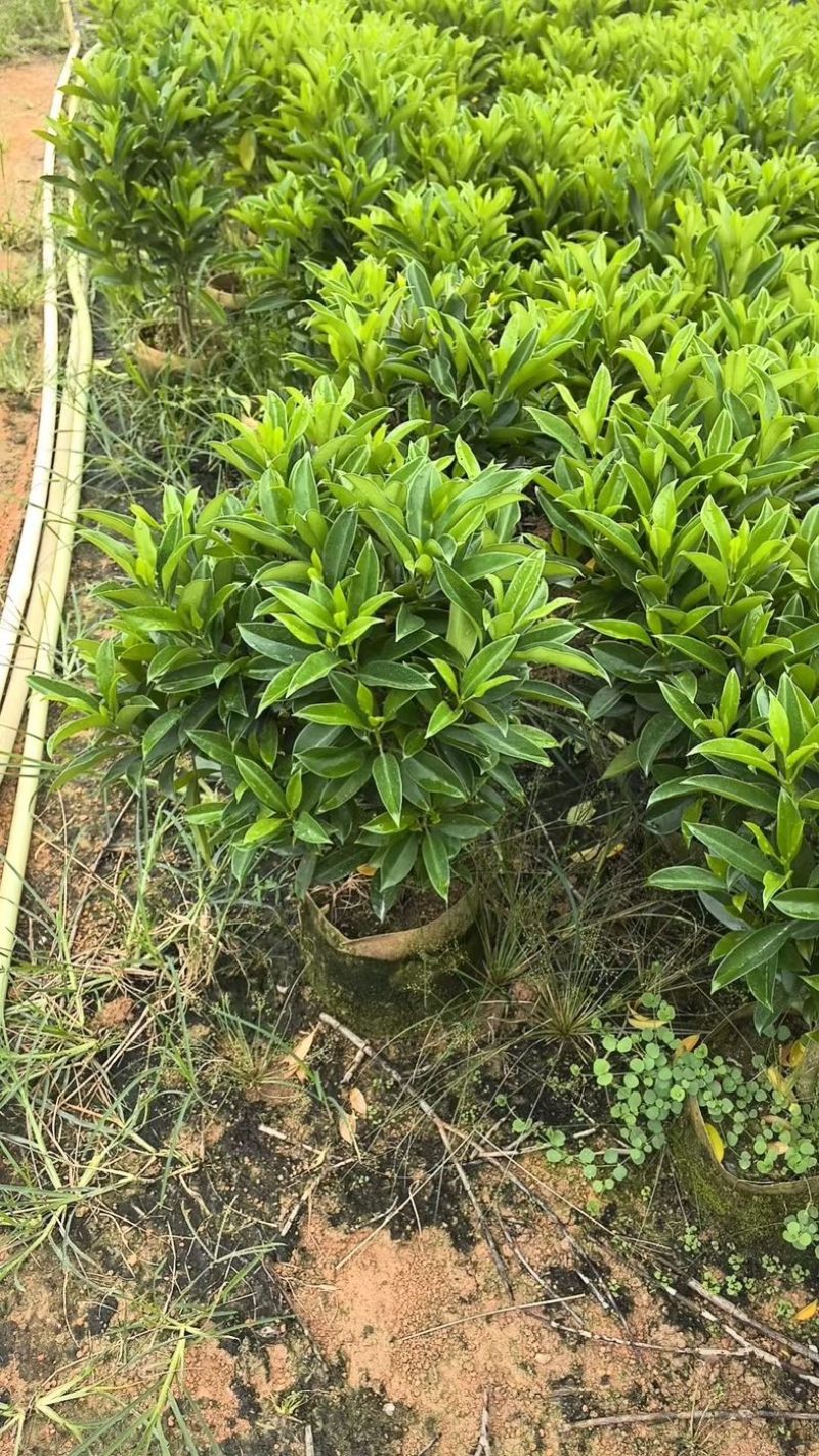非洲茉莉白布袋70～2米产地直发规格齐全质量优质