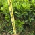 非洲茉莉白布袋70～2米产地直发规格齐全质量优质